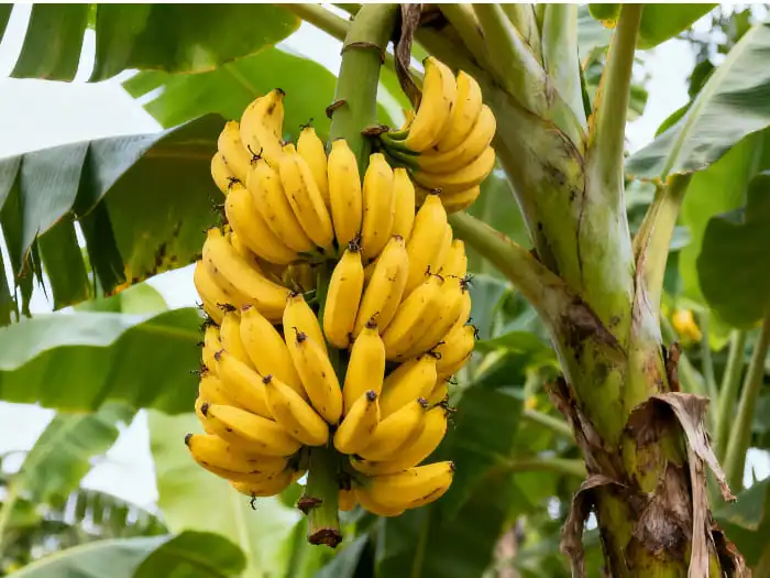 Banana Powder Uses And Benefits You Should Know